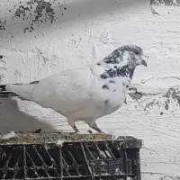 کفتر  گمشده|حیوانات|دلبران, |دیوار