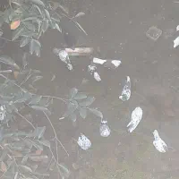 پرنده فروشی کبوتر