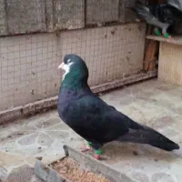 خوش رنگ دم نر عتیقه کلکسیونی