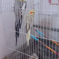 دو عدد عروس هلندی با قفس بزرگ و همه وسایل