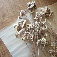 تعدادی گل خشک (زنبوری، عروس و استاتیس)