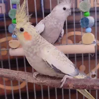 یک جفت عروس هلندی ۱ساله