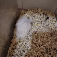 جفت همستر بالغ با قفس