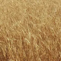 اجاره ۲هکتارونیم زمین کشاورزی دیمزار