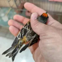 سهره چهارگل.کرمونی.گلبسر|پرنده|تربت جام, میان جام|دیوار