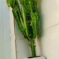 کاکتوس|گل و گیاه طبیعی|اهواز, نادری|دیوار