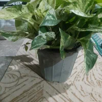 گل پتوس  زیبا وسالم|گل و گیاه طبیعی|ماسال, |دیوار