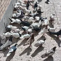 کبوتر نقشی شهرضا