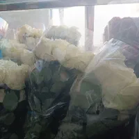 حراج استثنایی گل رزهلندی ممتازفقط شاخه ای۴۰