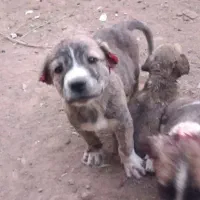 توله