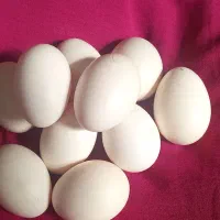 تخم مرغ محلی