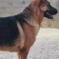 سگ‌ ژرمن. ماده از نژاد اصیل
