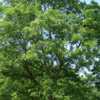 گردو تکان