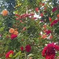 منزل ویلایی|اجارهٔ خانه و ویلا|اصفهان, مصلی|دیوار
