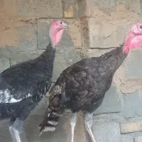 بوقلمون