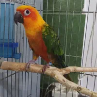 خورشیدی ژاندی