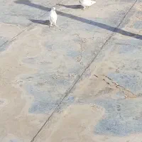 یک جفت|پرنده|بسطام, |دیوار