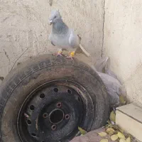 کبوتر دوم سفید|پرنده|تاکستان, |دیوار