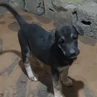 سگ پژدر