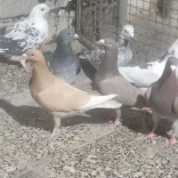 کبوتر|پرنده|شیراز, کوزه گری|دیوار