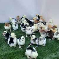 جوجه مرغ زینتی در چند نمونه|حیوانات مزرعه|خمینیشهر, |دیوار