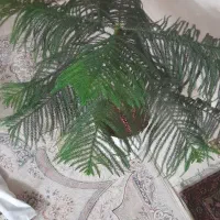 گل‌آپارتمانی