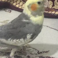 عروس هلندی ۴ ماهه|پرنده|ابهر, |دیوار