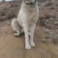 گله ی بشرط|سگ|آبکوه, |دیوار