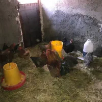 مرغ خانگی نژاد گلپایگان