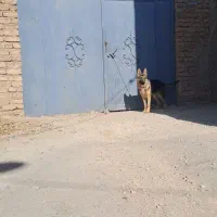 سگ ژرمن ۶ماه