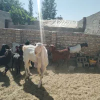 نر بز پاکستانی اصل