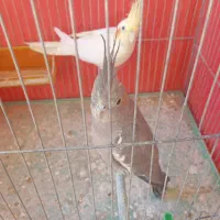 یک جفت عروس هلندی نر و ماده