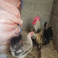 مرغ خورس