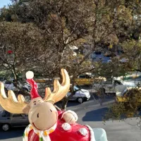 مجسمه ی پلیستر کریستال‌ گوزن قرمز بدون خط وخش