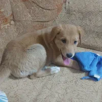 توله سه ماهه