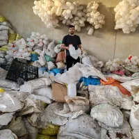 کشمش های درجه یک با دستگاه های پیشرفته