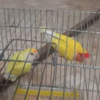 طوطی برزیلی مولد