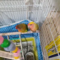 سه عدد طوطی برزیلی|پرنده|اشتهارد, |دیوار