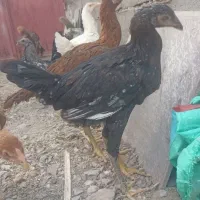 جوجه لاری اصل .
