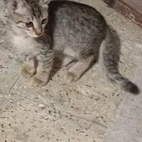 واگذاری رایگان