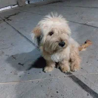 توله یک ساله نیت