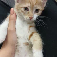 بچه گربه