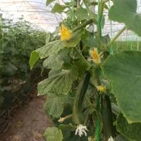 نشا خیار رقم الماس