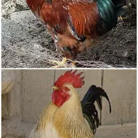 دو عدد خروس جوان