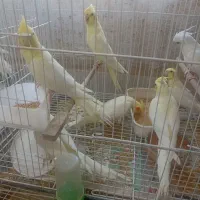 عروس قناری مرغ عشق فنچ گرینچیک|پرنده|خواف, |دیوار