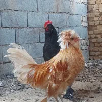 خروس پولند.مرندی. گردن گلابی کاکلی|حیوانات مزرعه|یزد, |دیوار