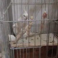 جفت آلبینو و عروس هلندی