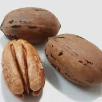 نهال گردو پکان پیوندی|خدمات باغبانی و درختکاری|قیدار, |دیوار