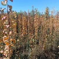 درخت ، نهال گلابی صادراتی پر ثمر ، گلخانه|خدمات باغبانی و درختکاری|مشهد, همت آباد|دیوار