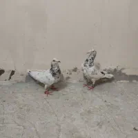 کبوتر سار هفت رنگ
